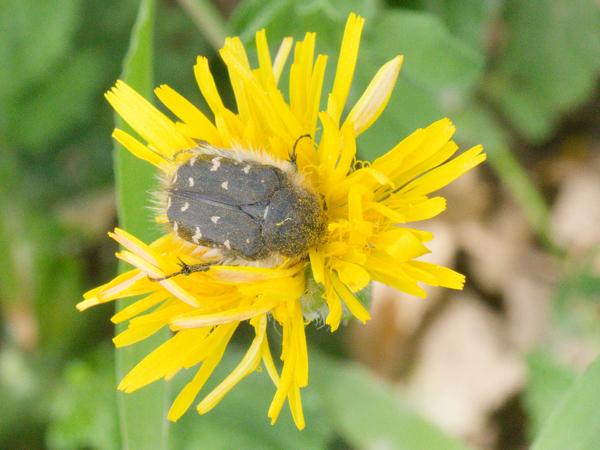 <h3><a href="/trips/kreta/biota/animalia/arthropoda/insecta/coleoptera/scarabaeidae/tropinota hirta/tropinota hirta-nl.html">Tropinota&nbsp;hirta</a> / Apple&nbsp;blossom&nbsp;beetle / Behaarde&nbsp;gouden&nbsp;tor</h3>OM-1 Mark II met OLYMPUS M.12-100mm F4.0, 1/640 sec  bij F10.0, ISO 2000, afstand 0.65&nbsp;m